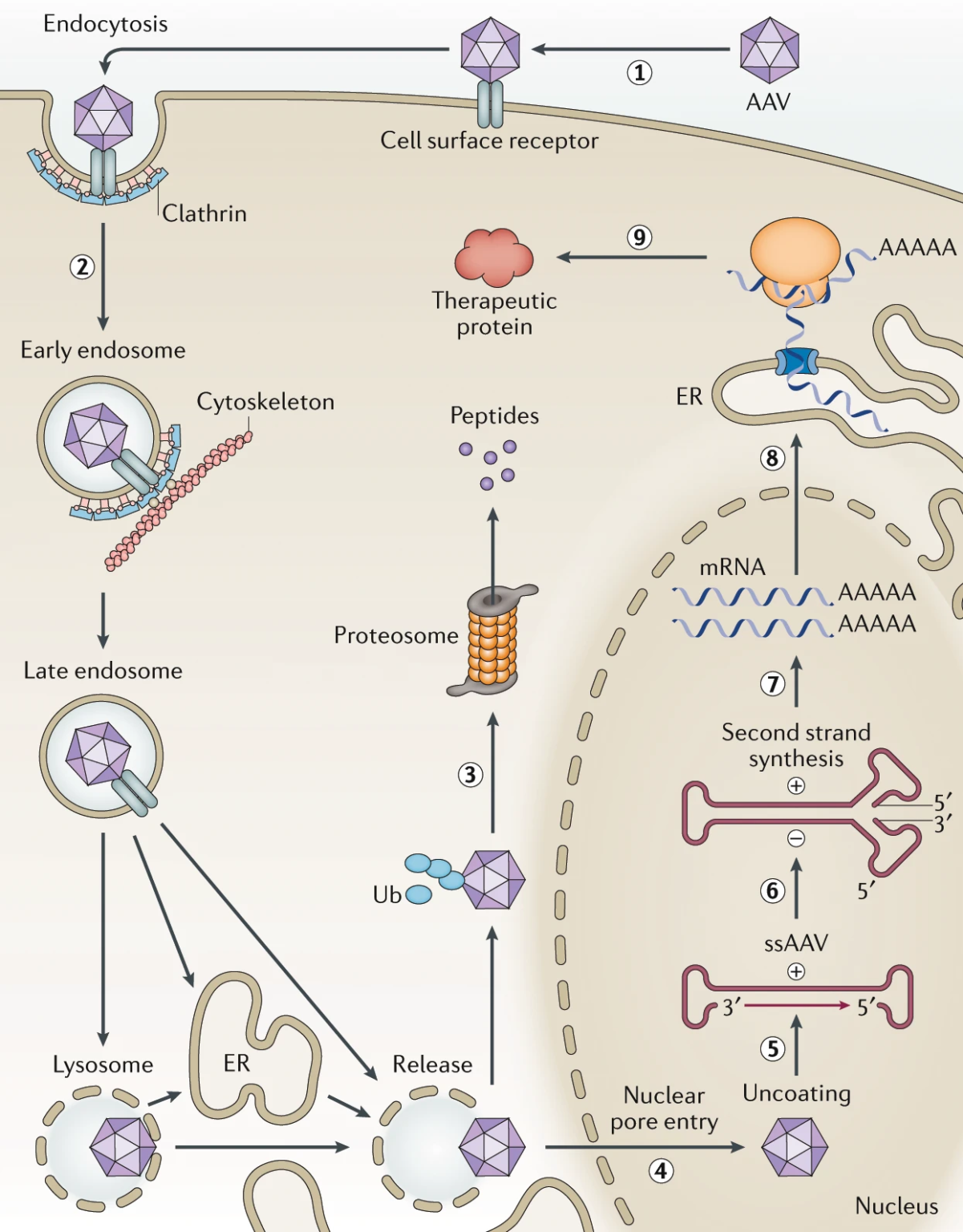 Why Use Aav For Gene Therapy